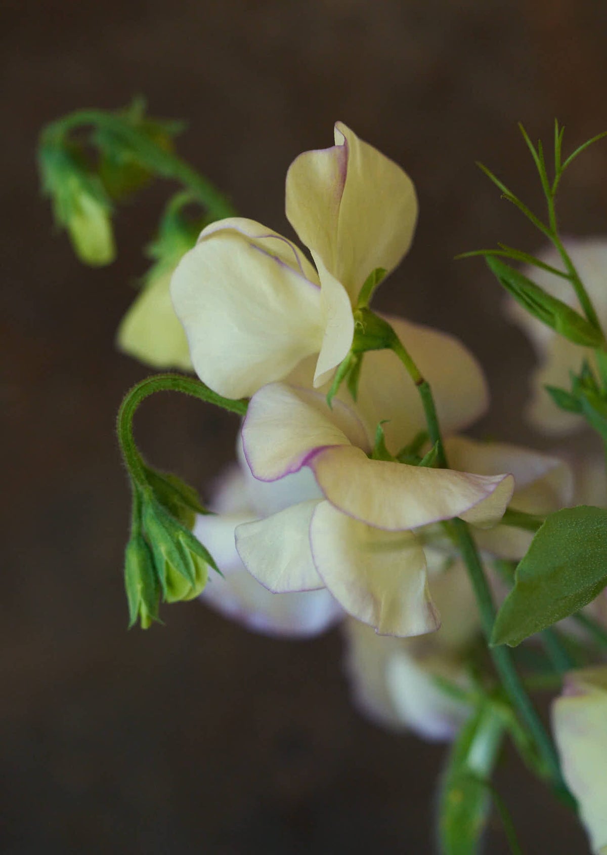 Ærteblomst 'High Scent' Seed 