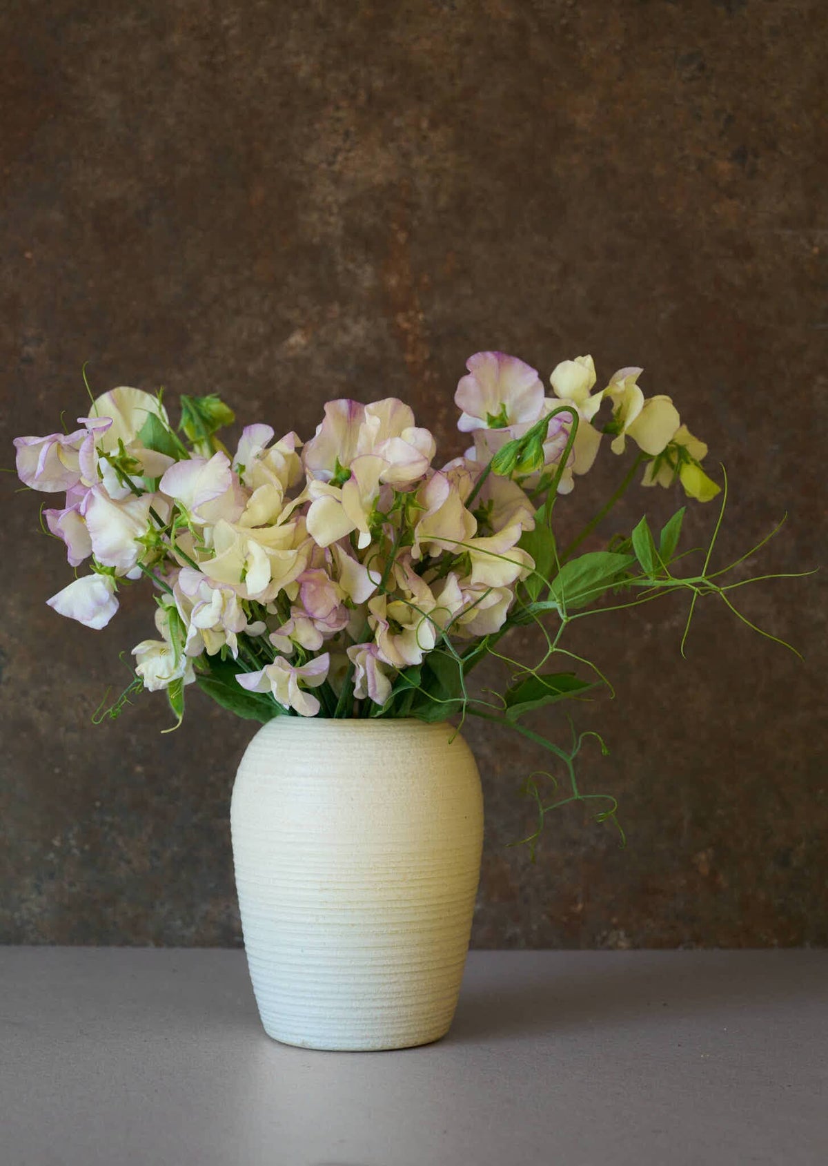 Ærteblomst 'High Scent' Seed 