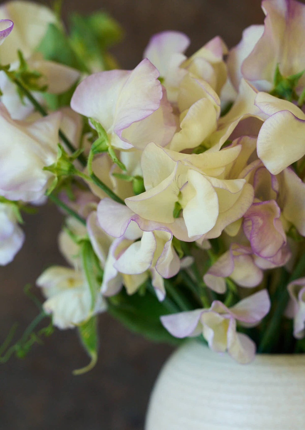 Ærteblomst 'High Scent' Seed 
