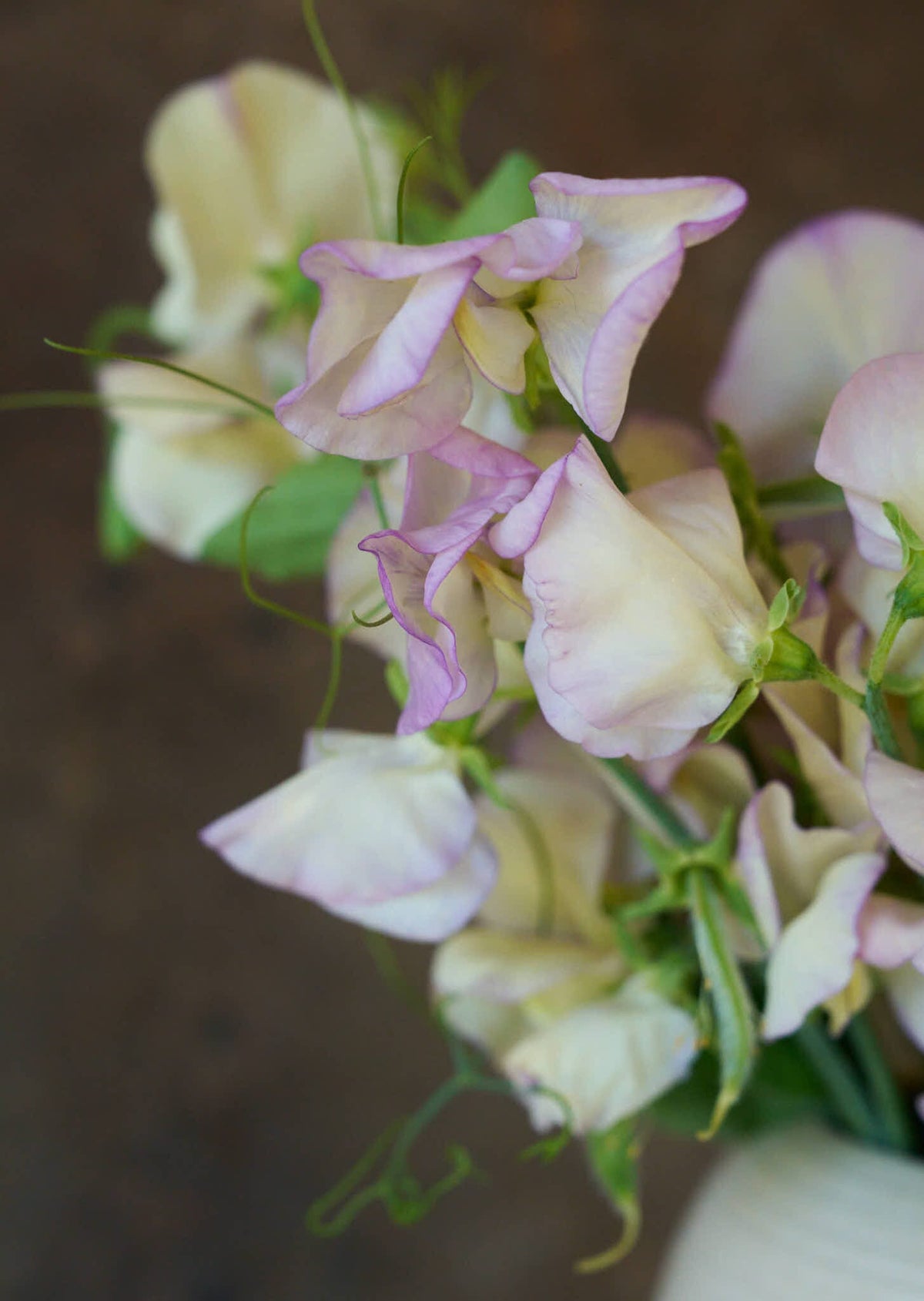 Ærteblomst 'High Scent' Seed 