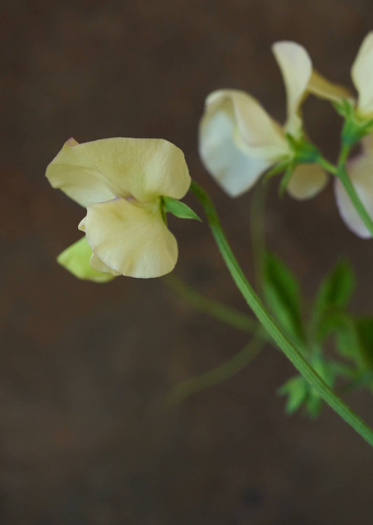Ærteblomst 'High Scent' Seed 