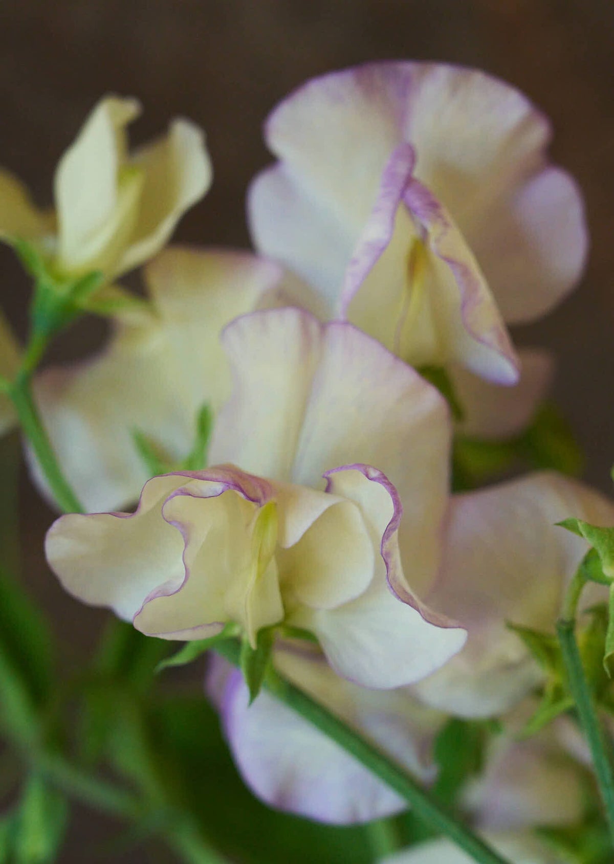 Ærteblomst 'High Scent' Seed 