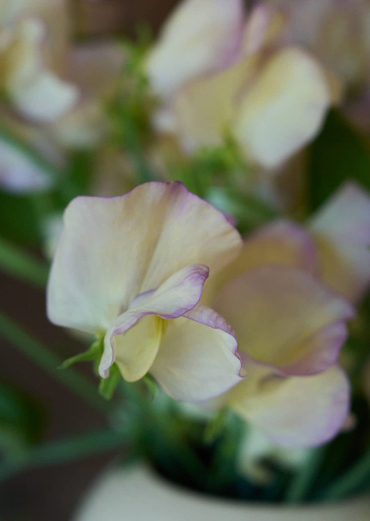 Ærteblomst 'High Scent' Seed 