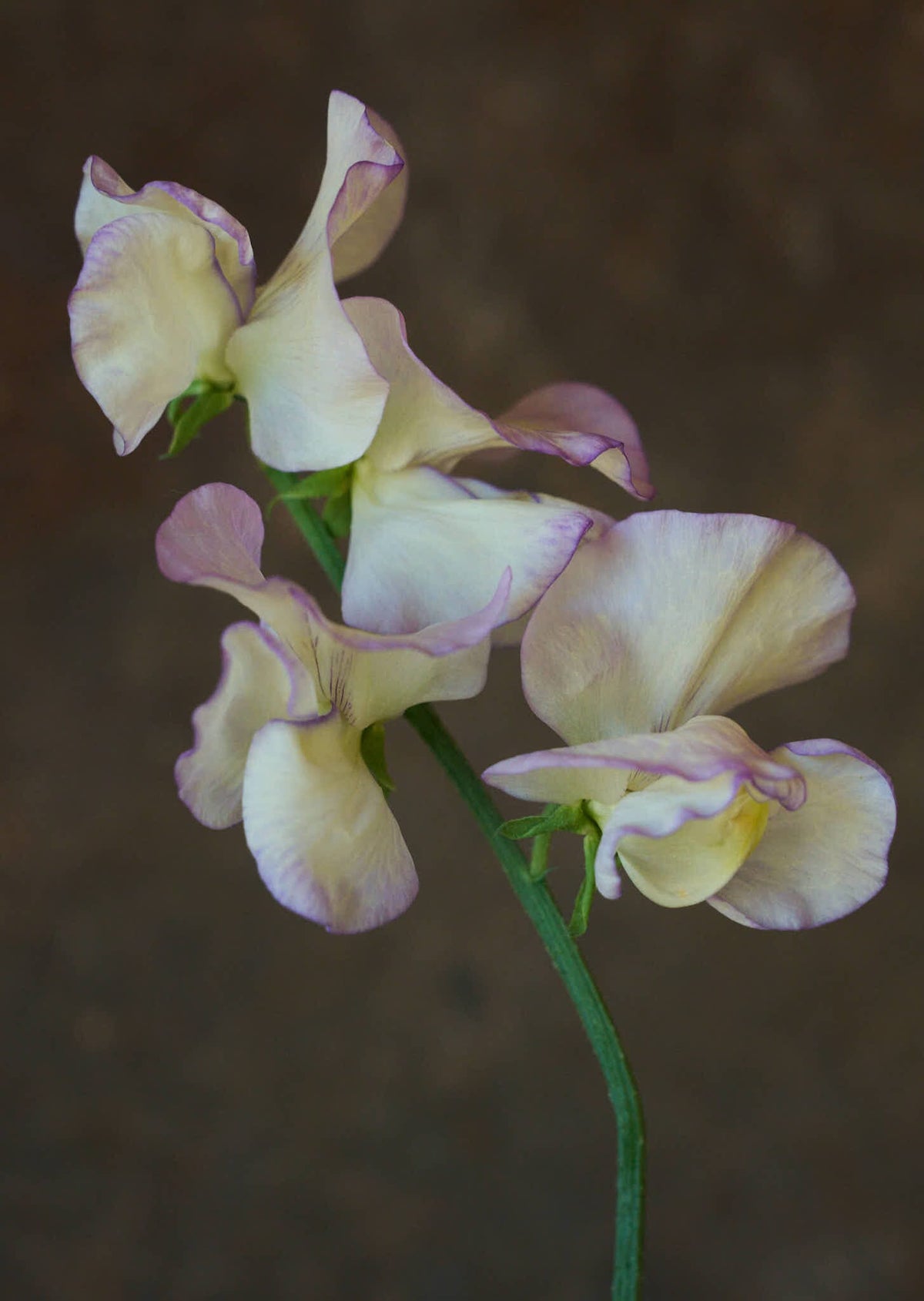 Ærteblomst 'High Scent' Seed 