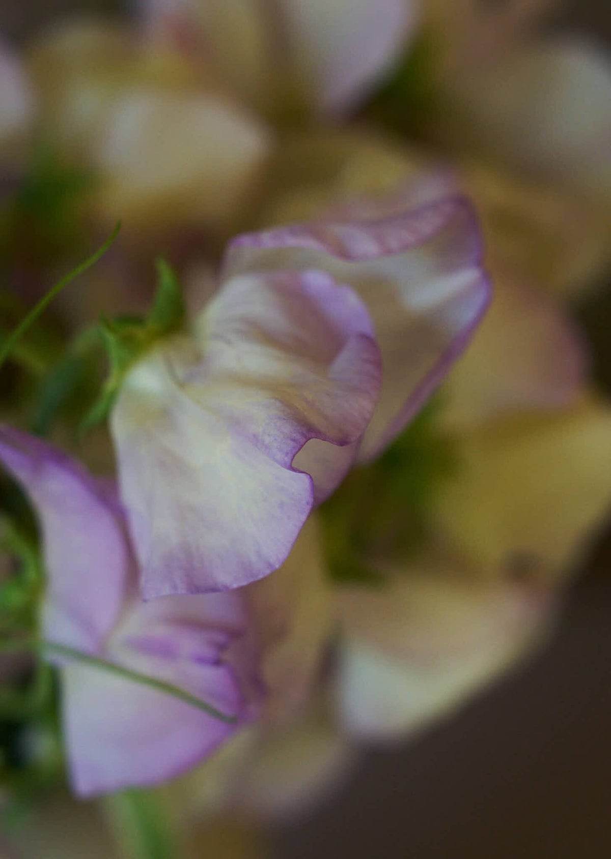 Ærteblomst 'High Scent' Seed 