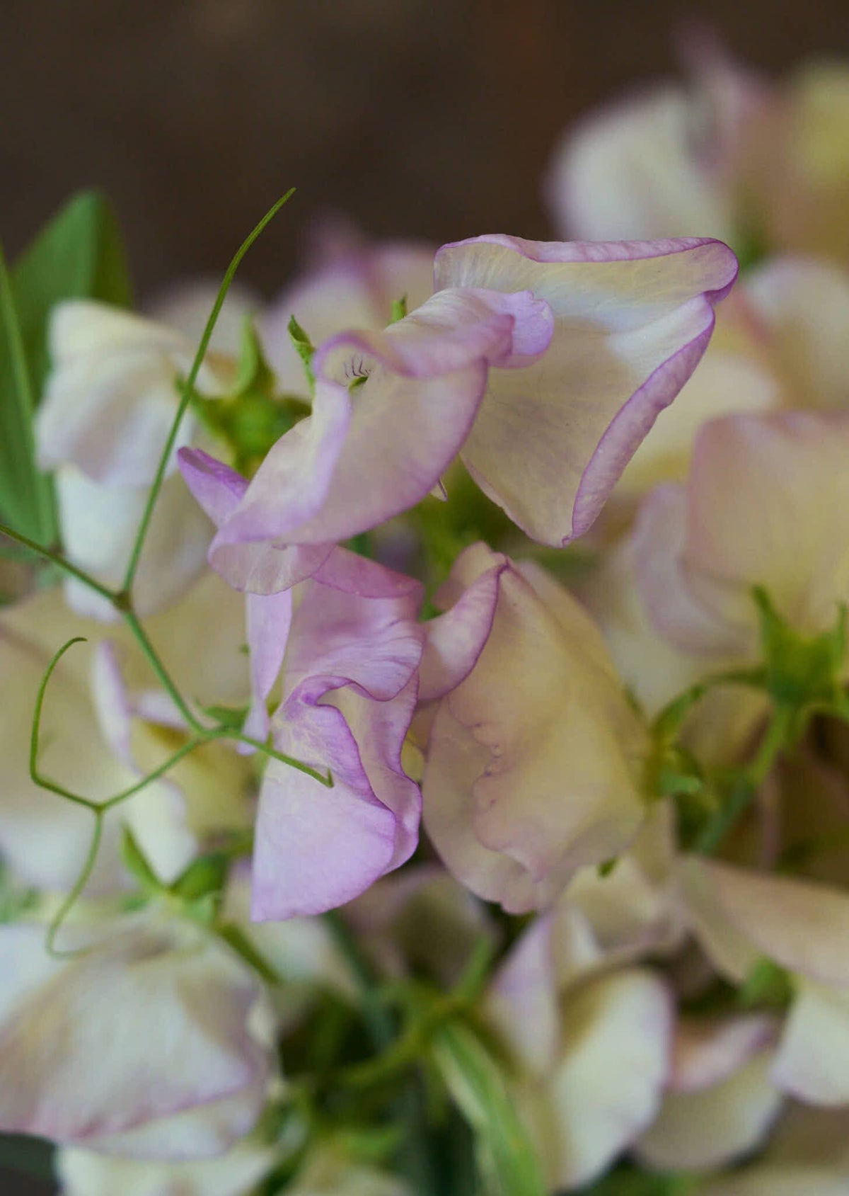 Ærteblomst 'High Scent' Seed 