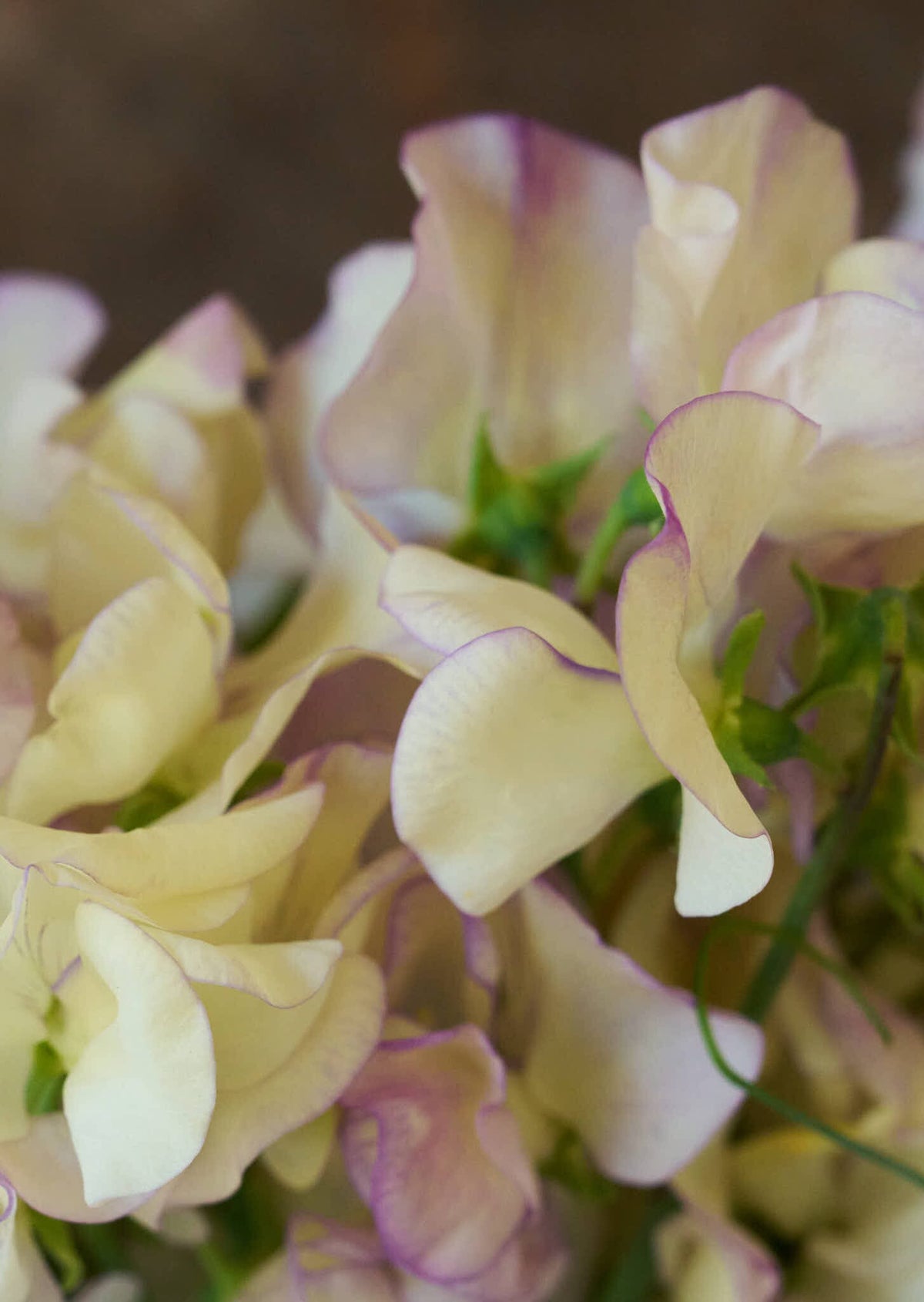 Ærteblomst 'High Scent' Seed 