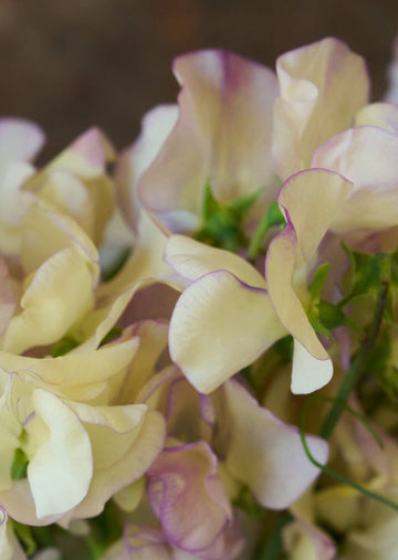 Ærteblomst 'High Scent' Seed 