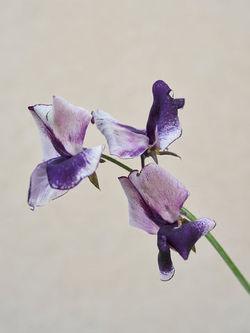 Ærteblomst 'Nimbus' Seed 