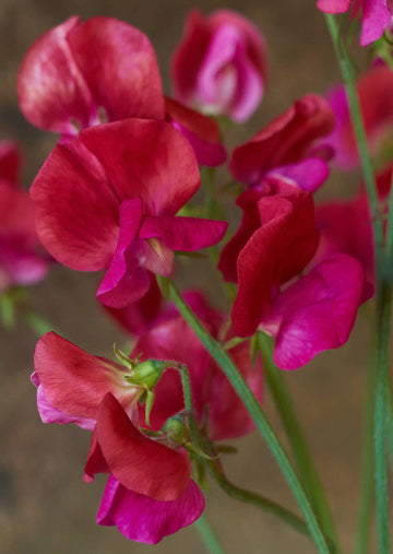 Ærteblomst 'Old Spice Miss Willmott' Seed 