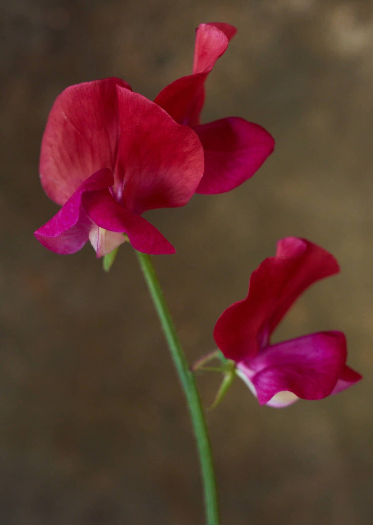 Ærteblomst 'Old Spice Miss Willmott' Seed 