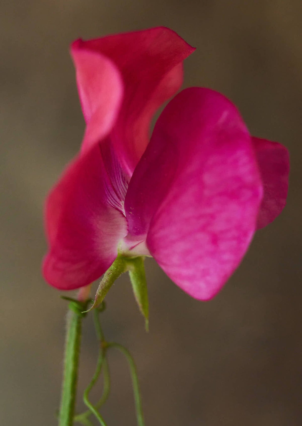 Ærteblomst 'Old Spice Miss Willmott' Seed 