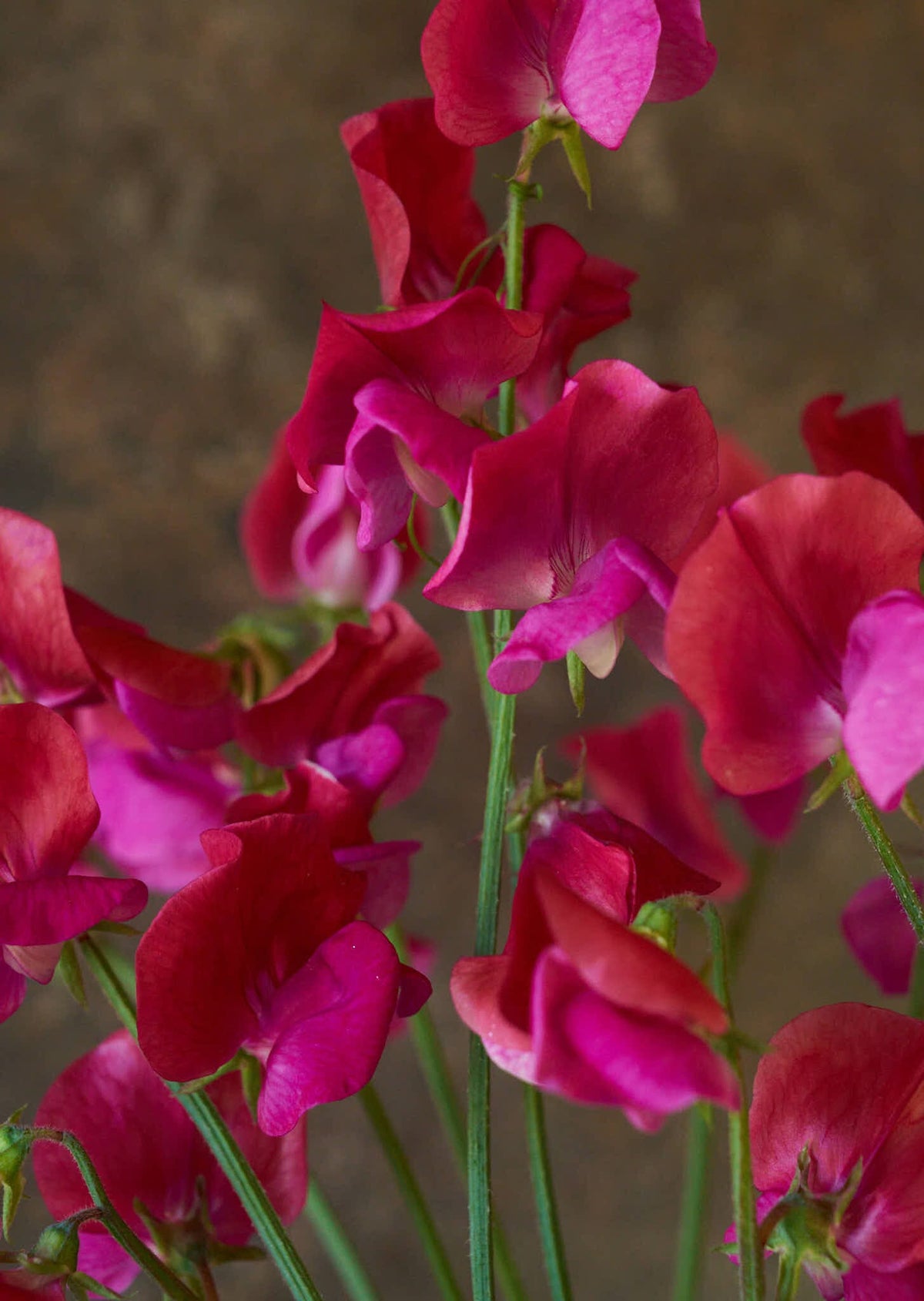 Ærteblomst 'Old Spice Miss Willmott' Seed 