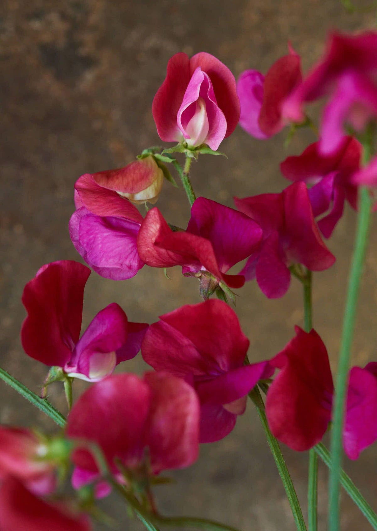 Ærteblomst 'Old Spice Miss Willmott' Seed 