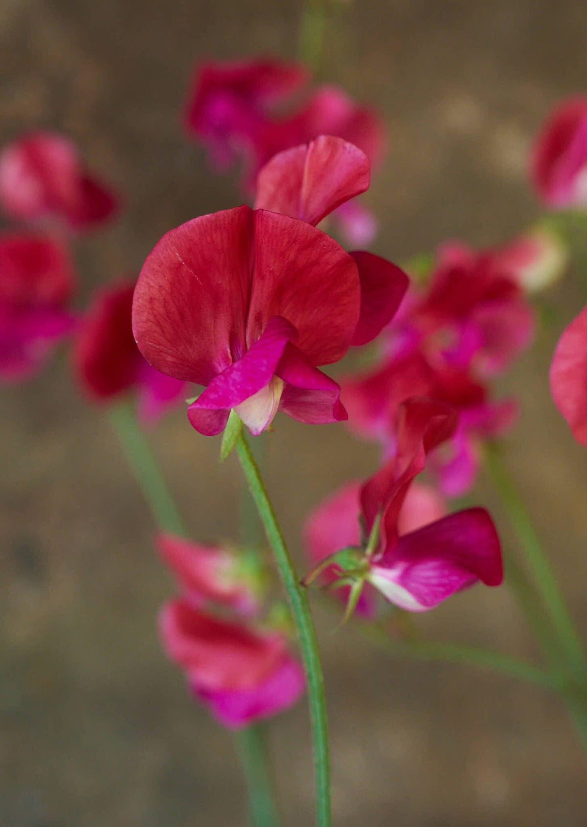 Ærteblomst 'Old Spice Miss Willmott' Seed 