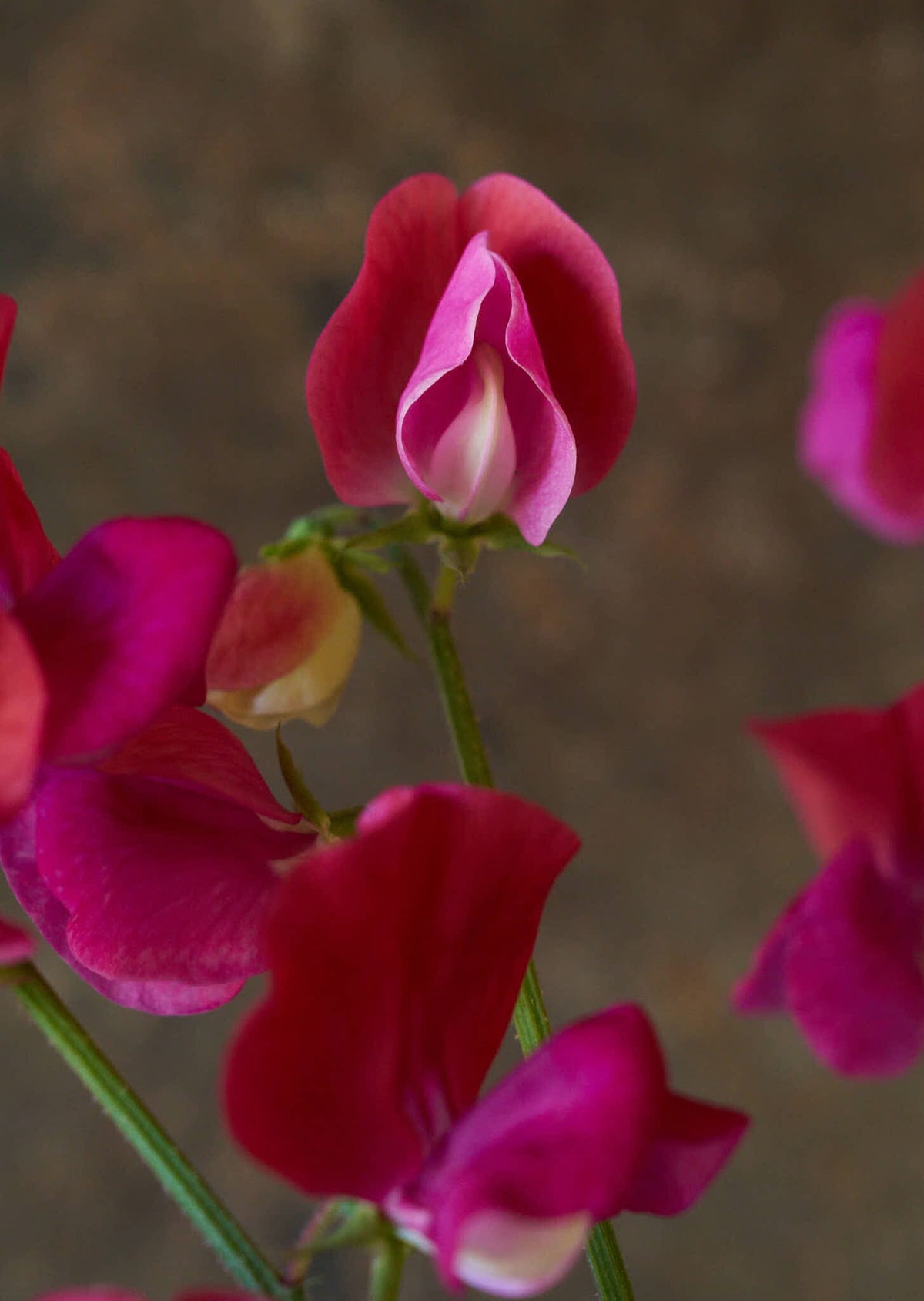 Ærteblomst 'Old Spice Miss Willmott' Seed 