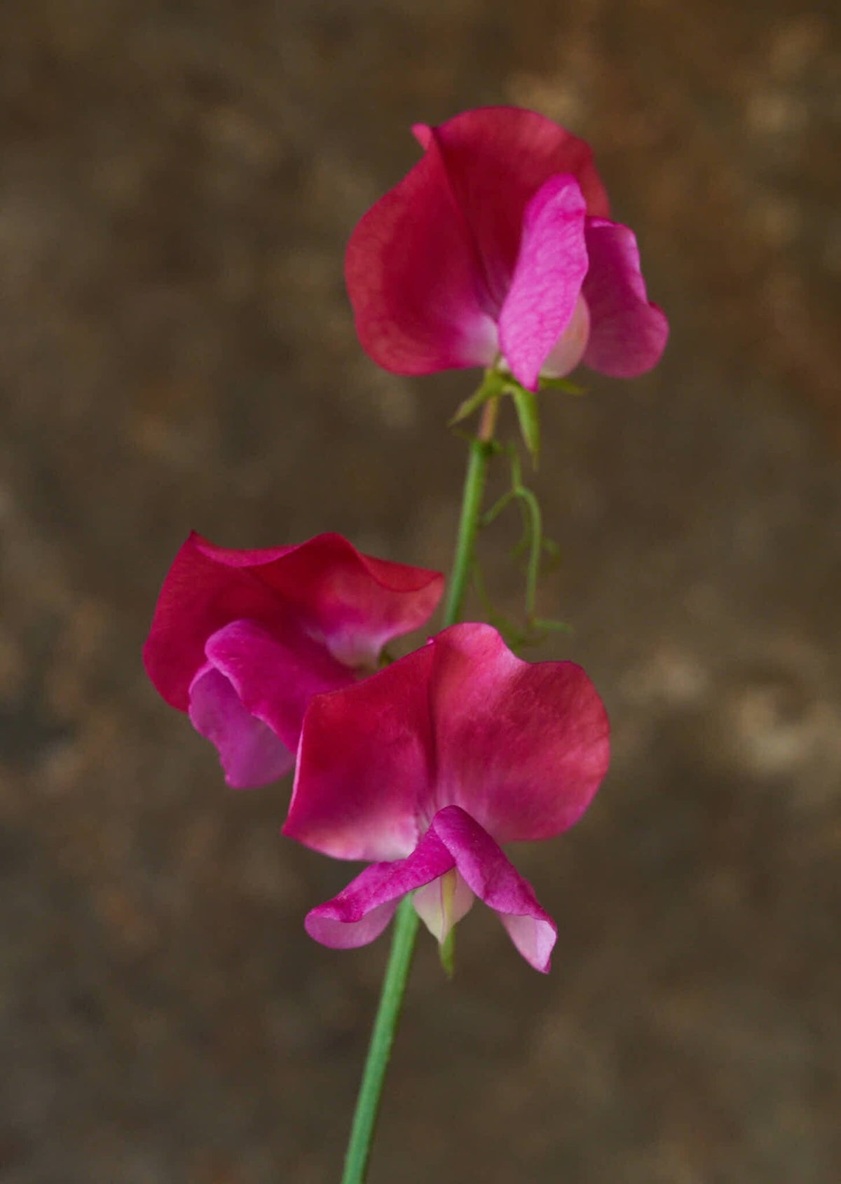 Ærteblomst 'Old Spice Miss Willmott' Seed 
