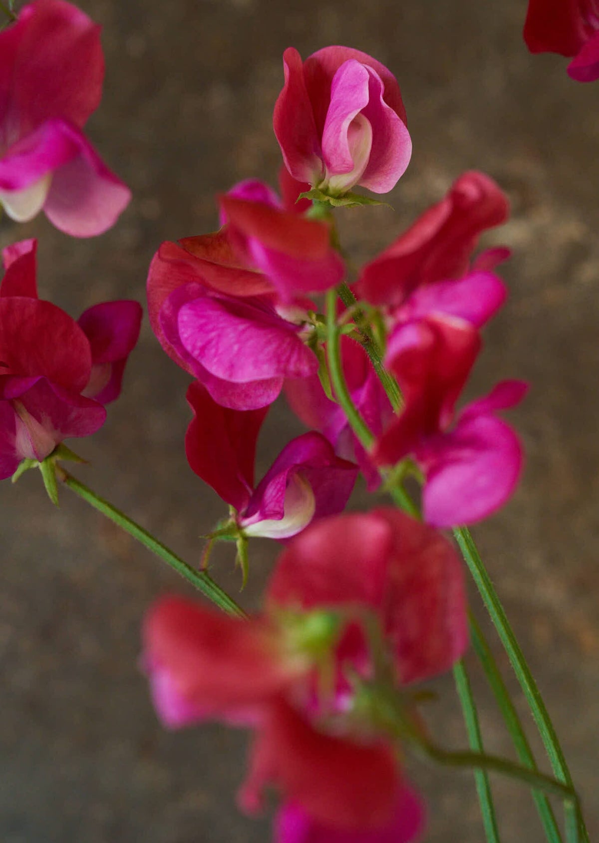 Ærteblomst 'Old Spice Miss Willmott' Seed 