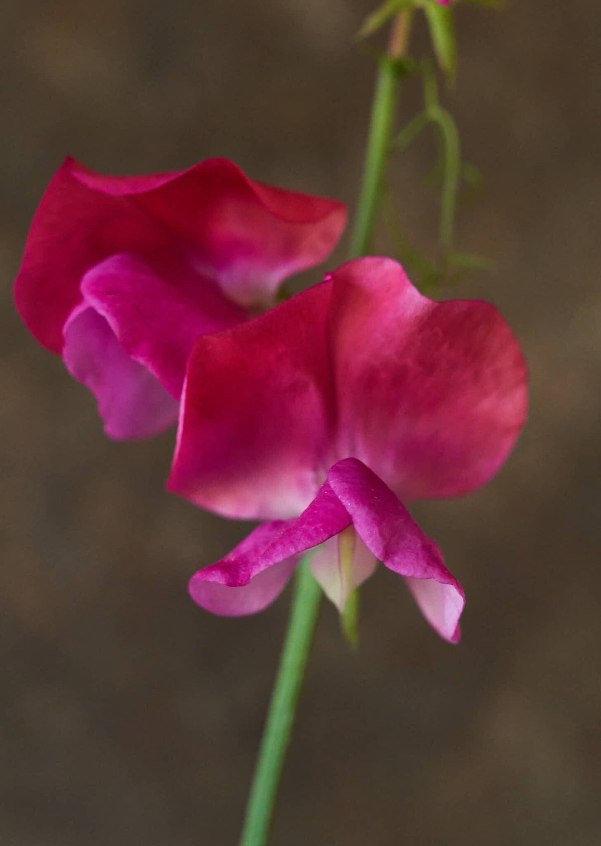 Ærteblomst 'Old Spice Miss Willmott' Seed 
