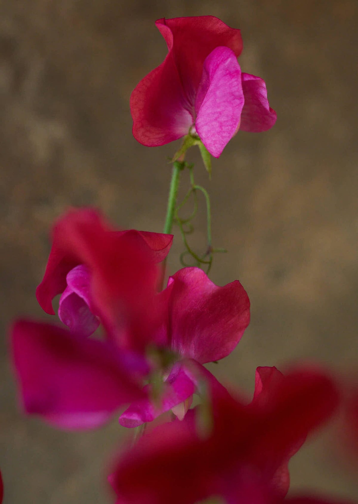 Ærteblomst 'Old Spice Miss Willmott' Seed 