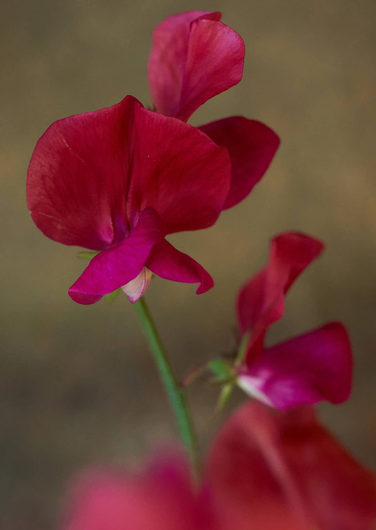 Ærteblomst 'Old Spice Miss Willmott' Seed 