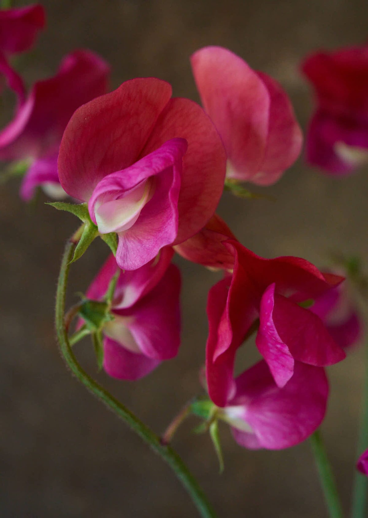 Ærteblomst 'Old Spice Miss Willmott' Seed 
