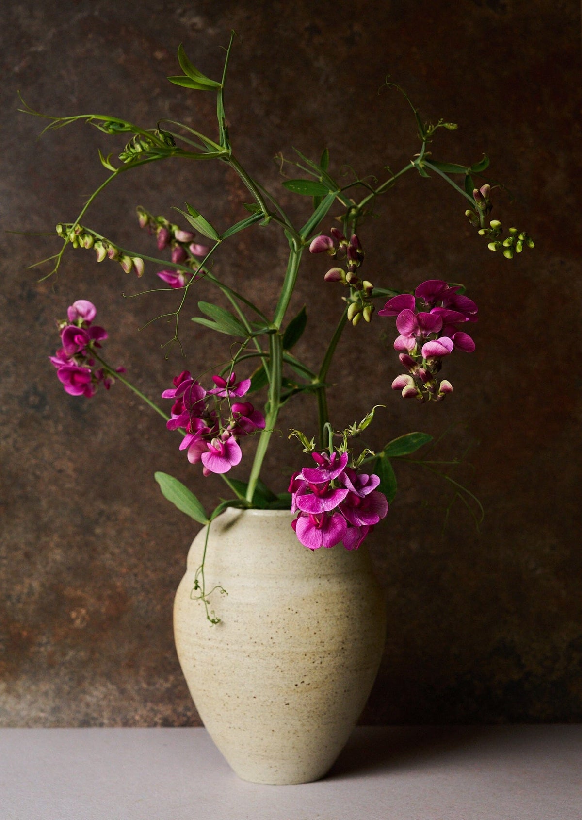 Ærteblomst 'Red Pearl' ??? Seed 
