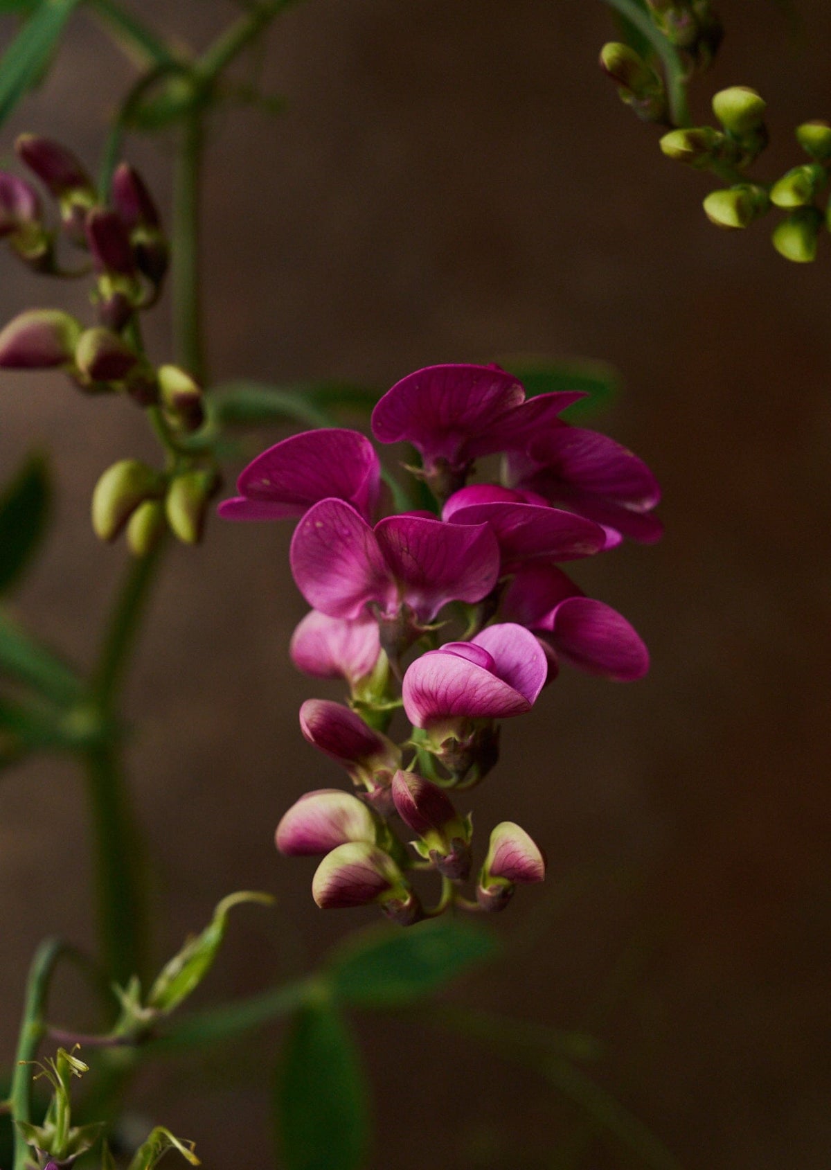 Ærteblomst 'Red Pearl' ??? Seed 