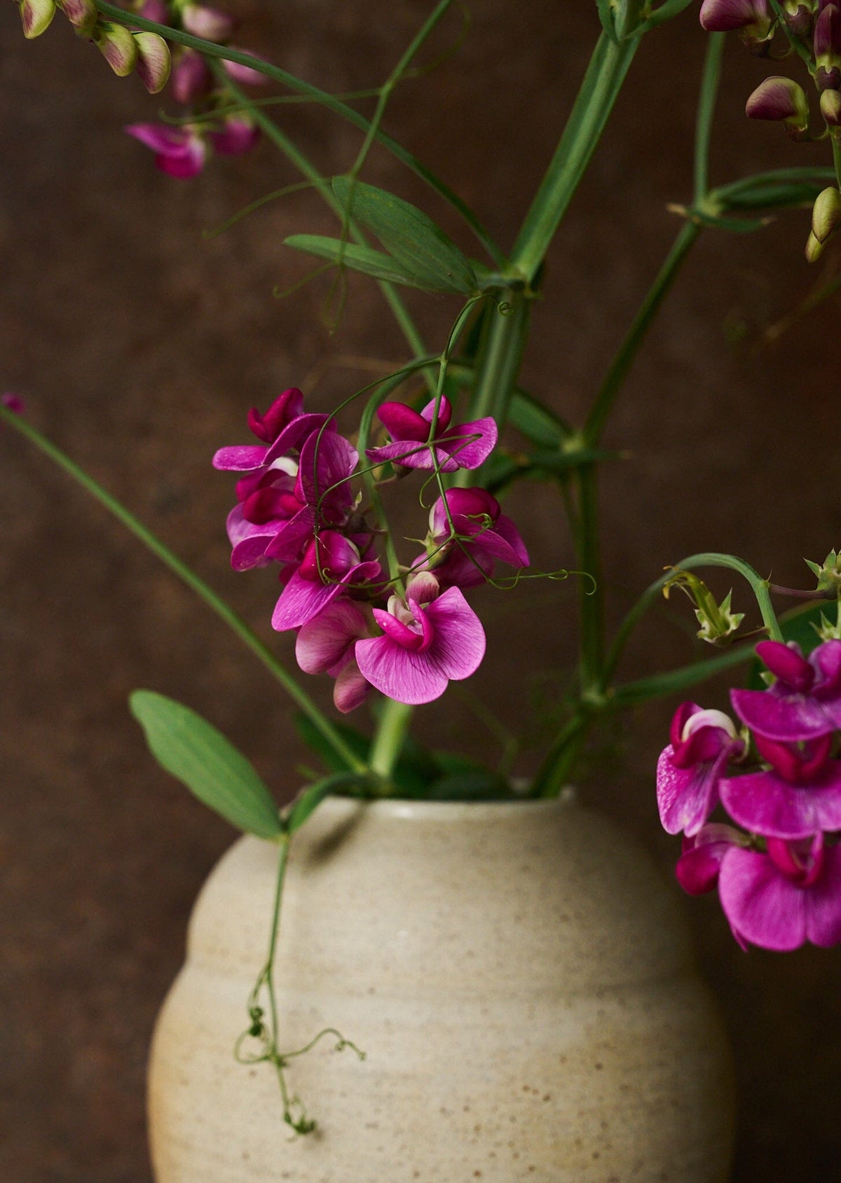 Ærteblomst 'Red Pearl' ??? Seed 