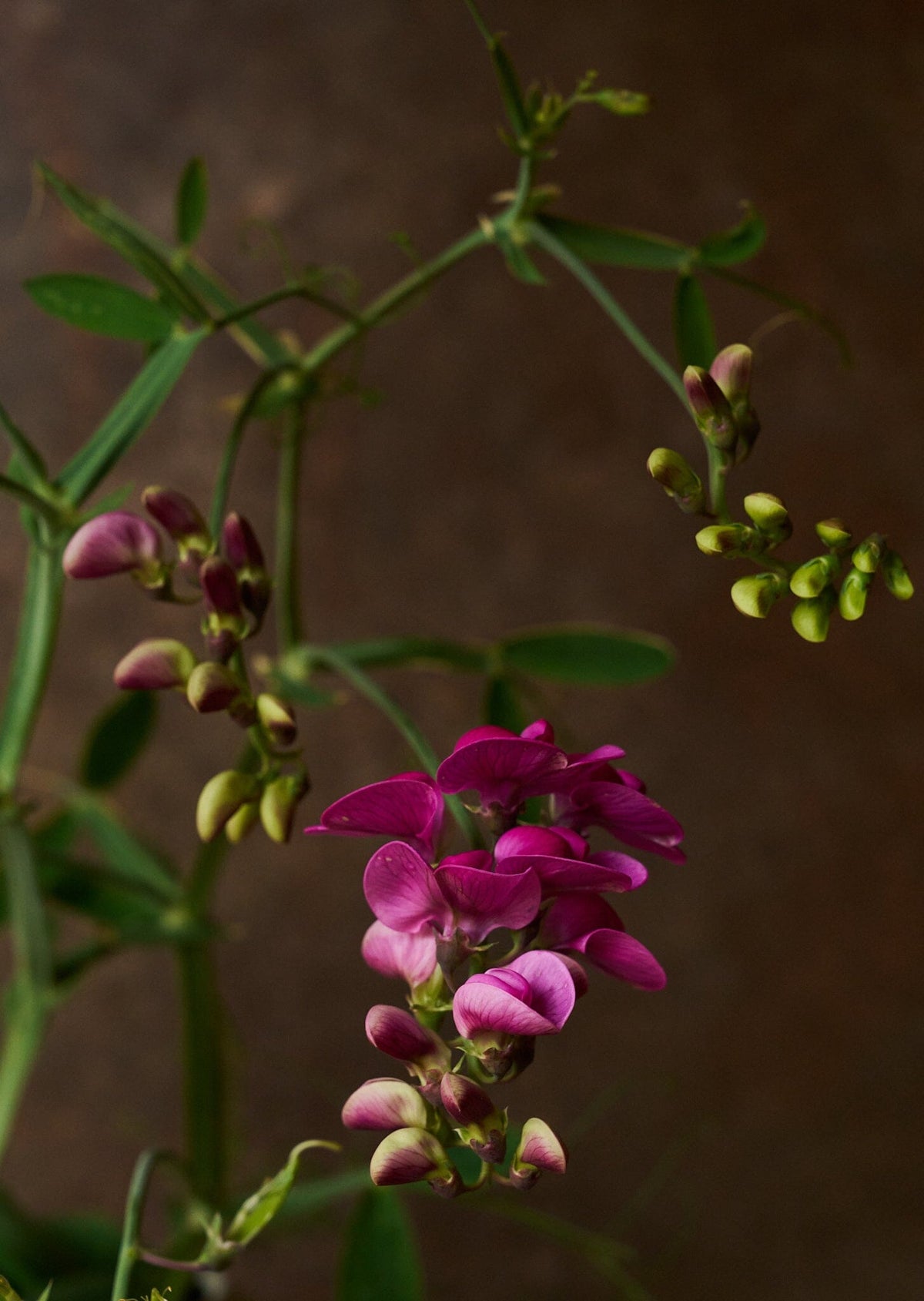 Ærteblomst 'Red Pearl' ??? Seed 