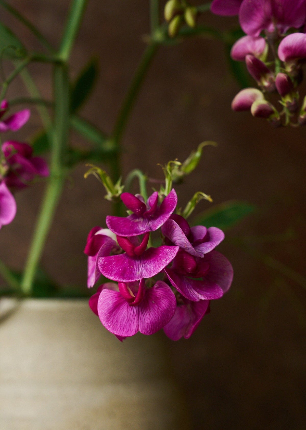 Ærteblomst 'Red Pearl' ??? Seed 