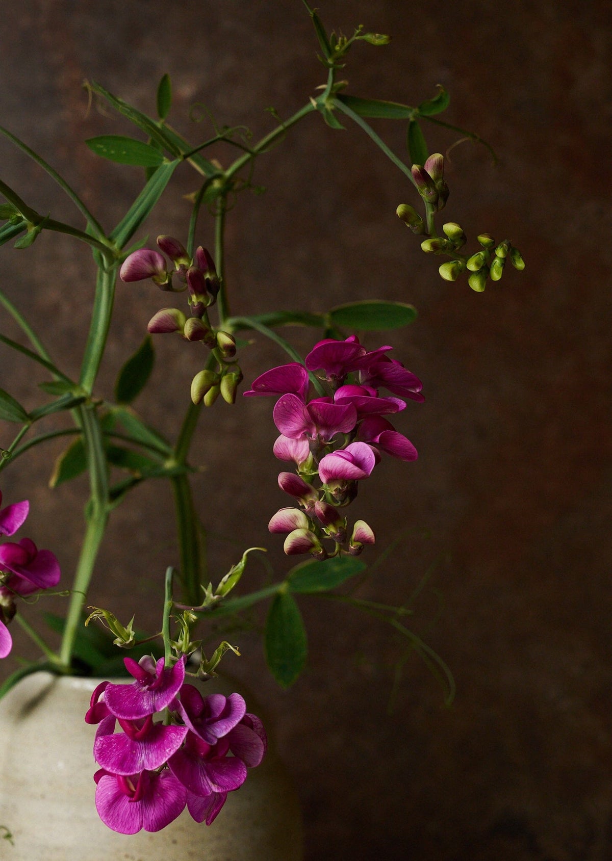 Ærteblomst 'Red Pearl' ??? Seed 