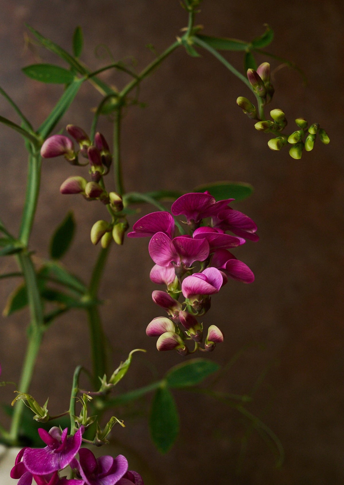 Ærteblomst 'Red Pearl' ??? Seed 