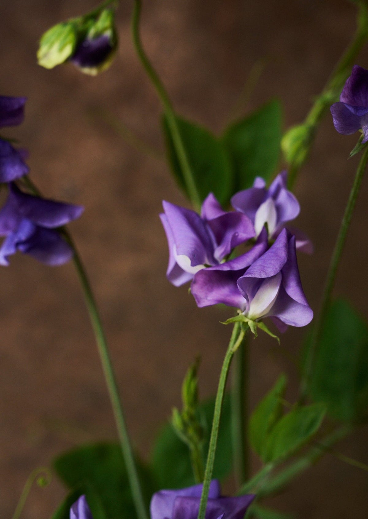 Ærteblomst 'Royal Mid Blue' Seed 