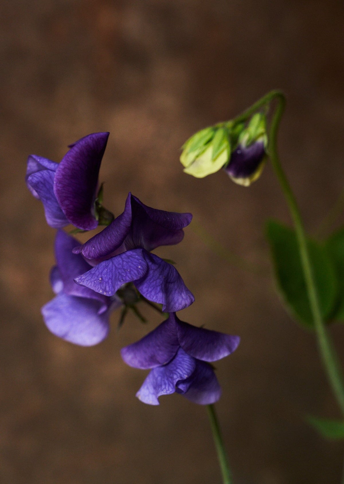 Ærteblomst 'Royal Mid Blue' Seed 