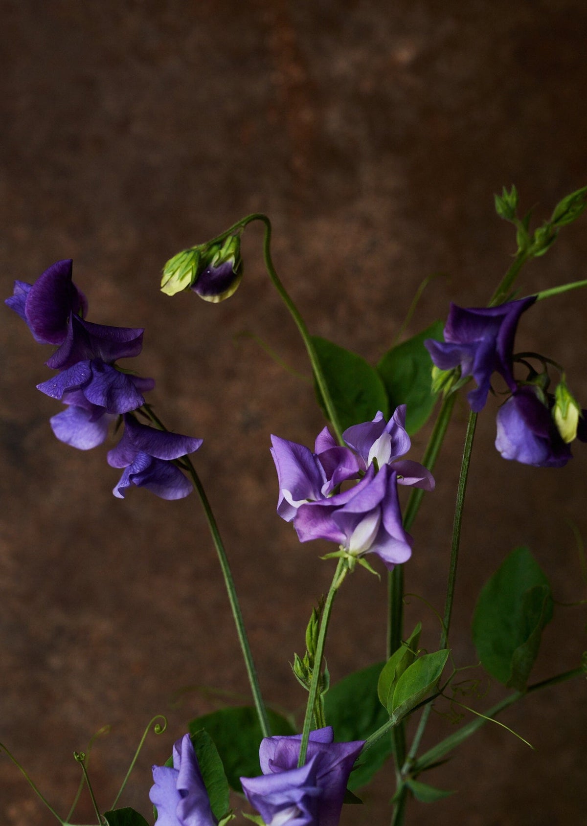 Ærteblomst 'Royal Mid Blue' Seed 