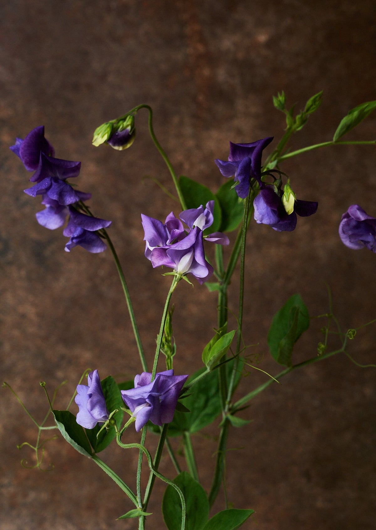 Ærteblomst 'Royal Mid Blue' Seed 