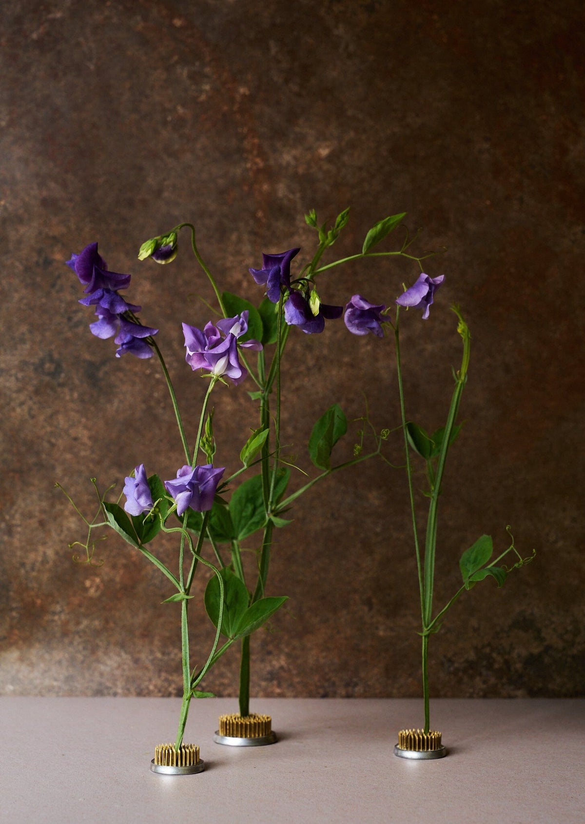 Ærteblomst 'Royal Mid Blue' Seed 