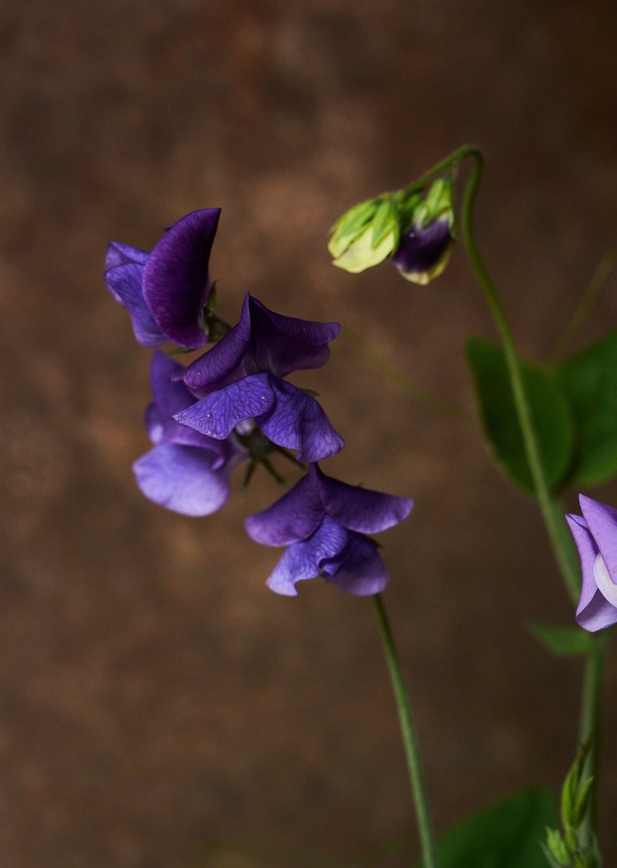 Ærteblomst 'Royal Mid Blue' Seed 