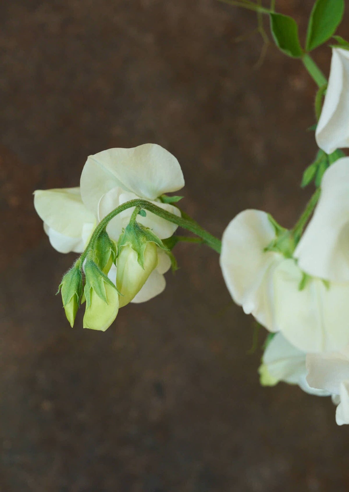 Ærteblomst 'Royal White' Seed 