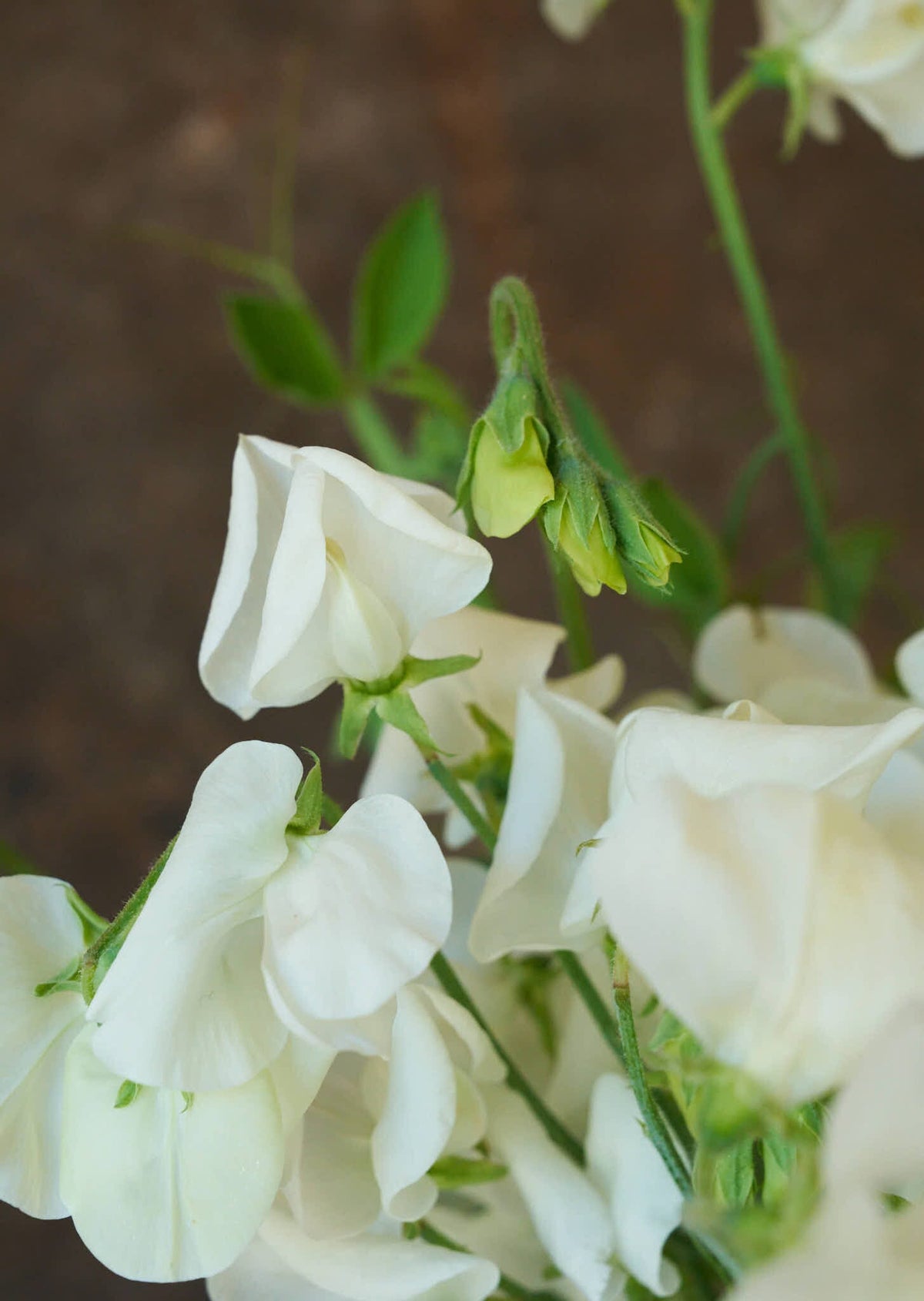 Ærteblomst 'Royal White' Seed 