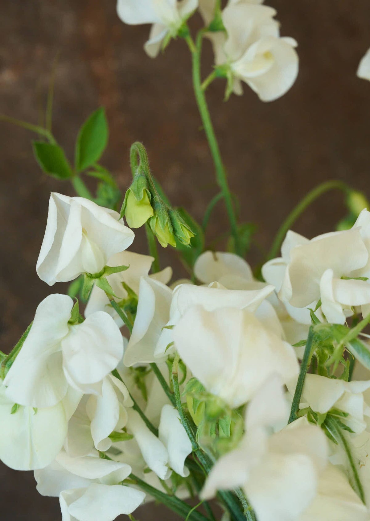 Ærteblomst 'Royal White' Seed 