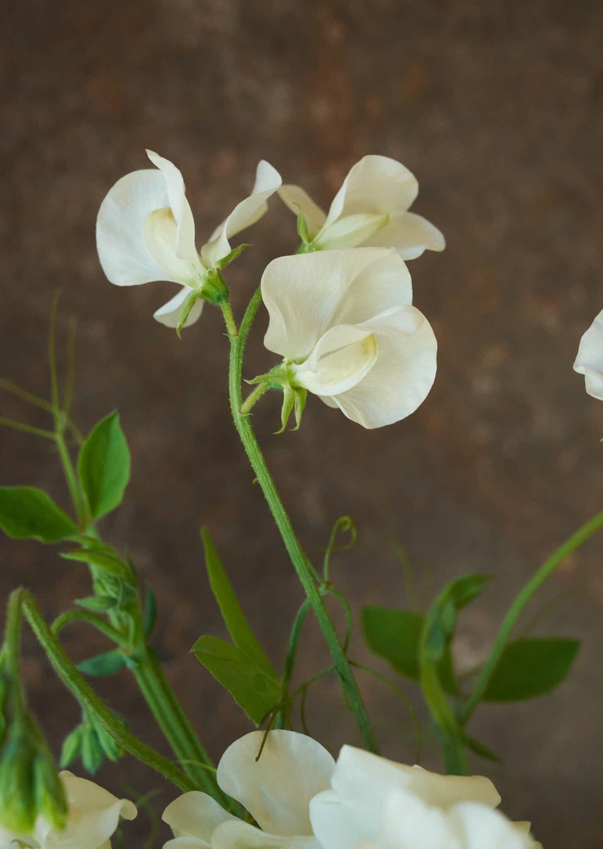 Ærteblomst 'Royal White' Seed 