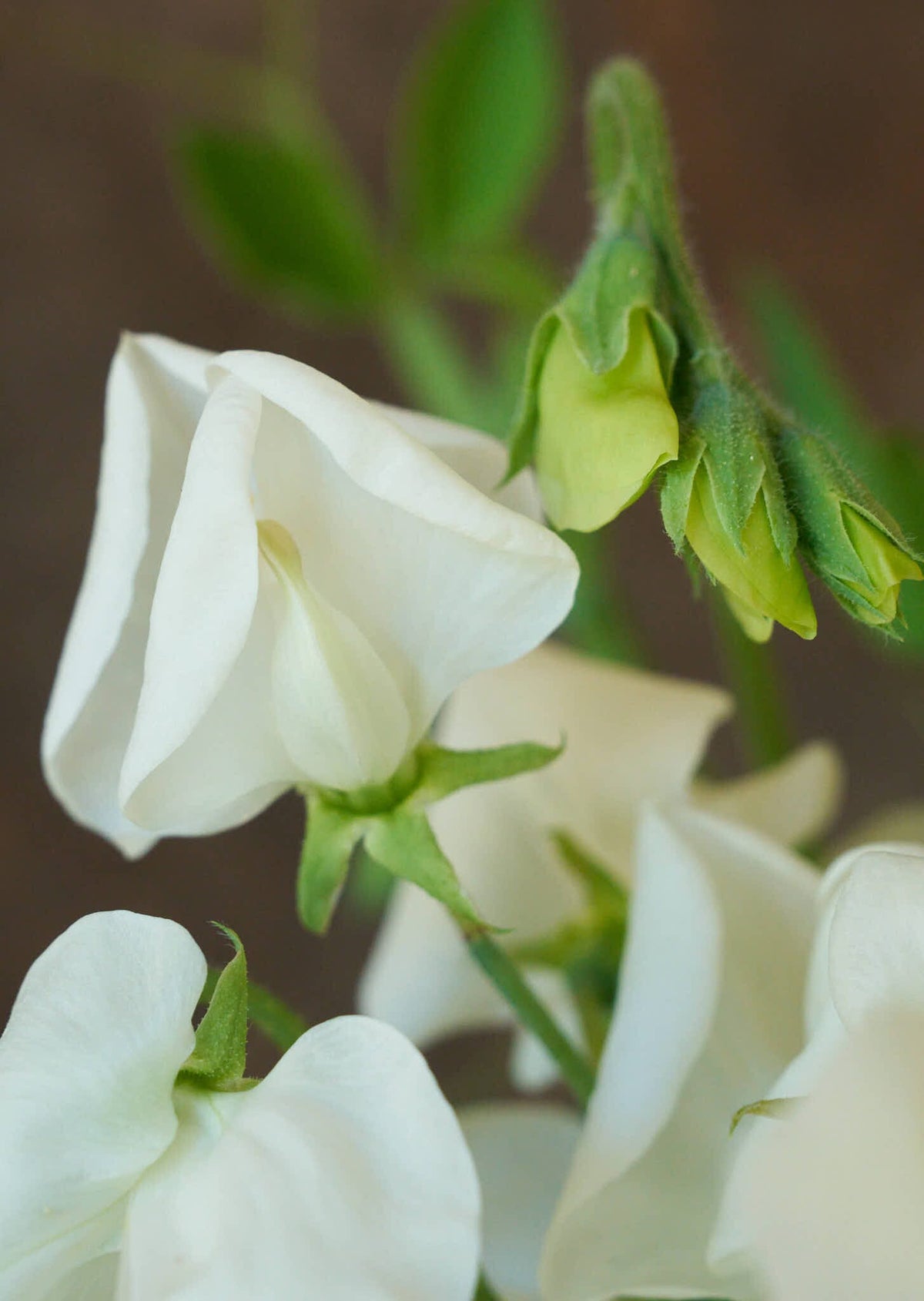 Ærteblomst 'Royal White' Seed 