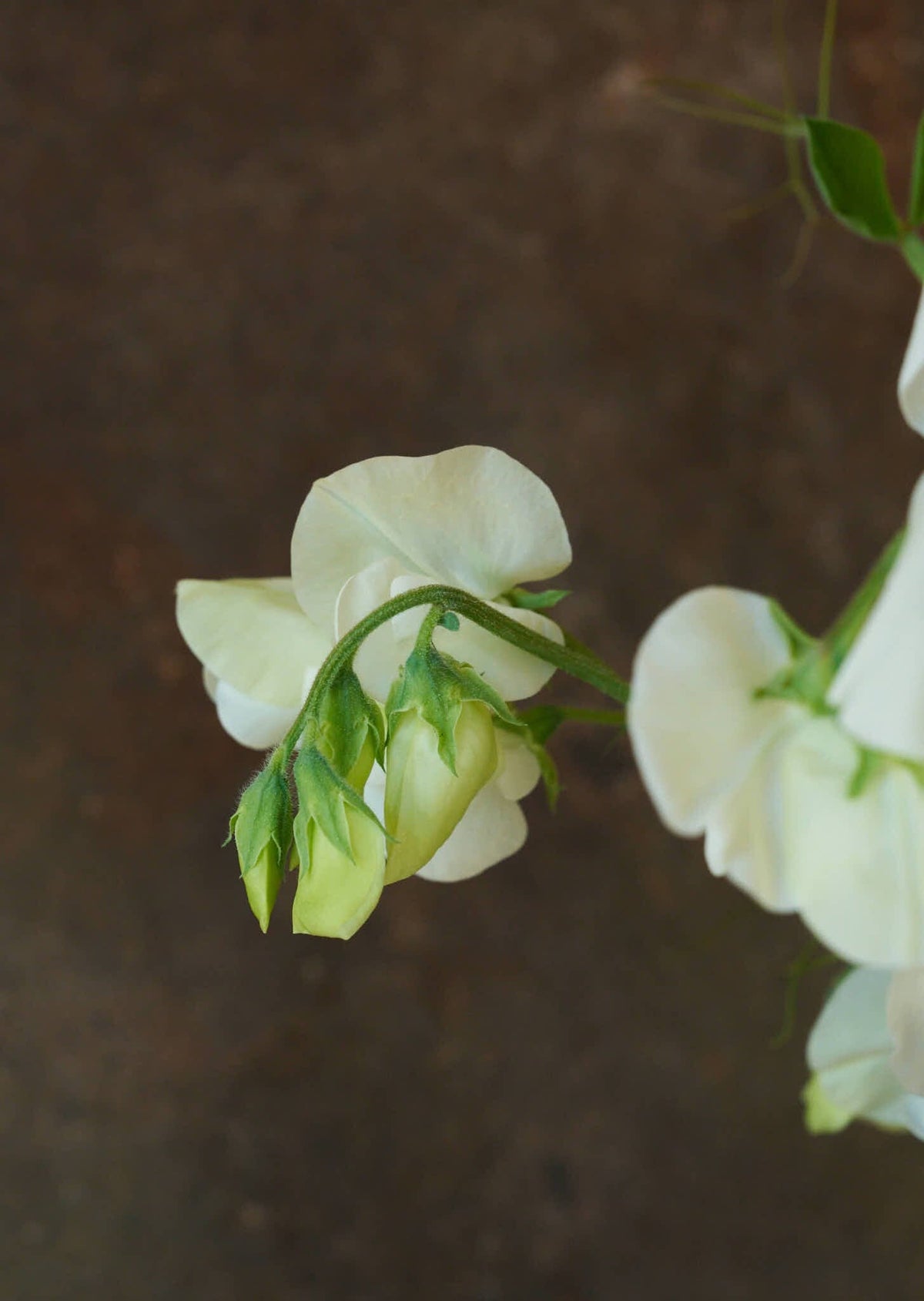 Ærteblomst 'Royal White' Seed 