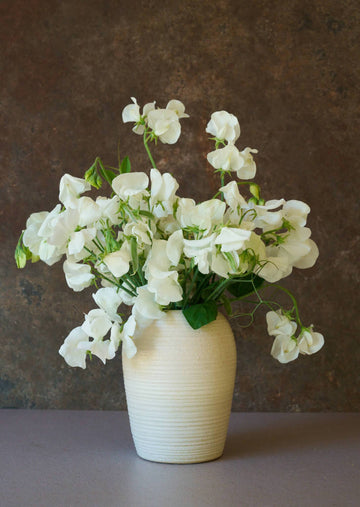 Ærteblomst 'Royal White' Seed 