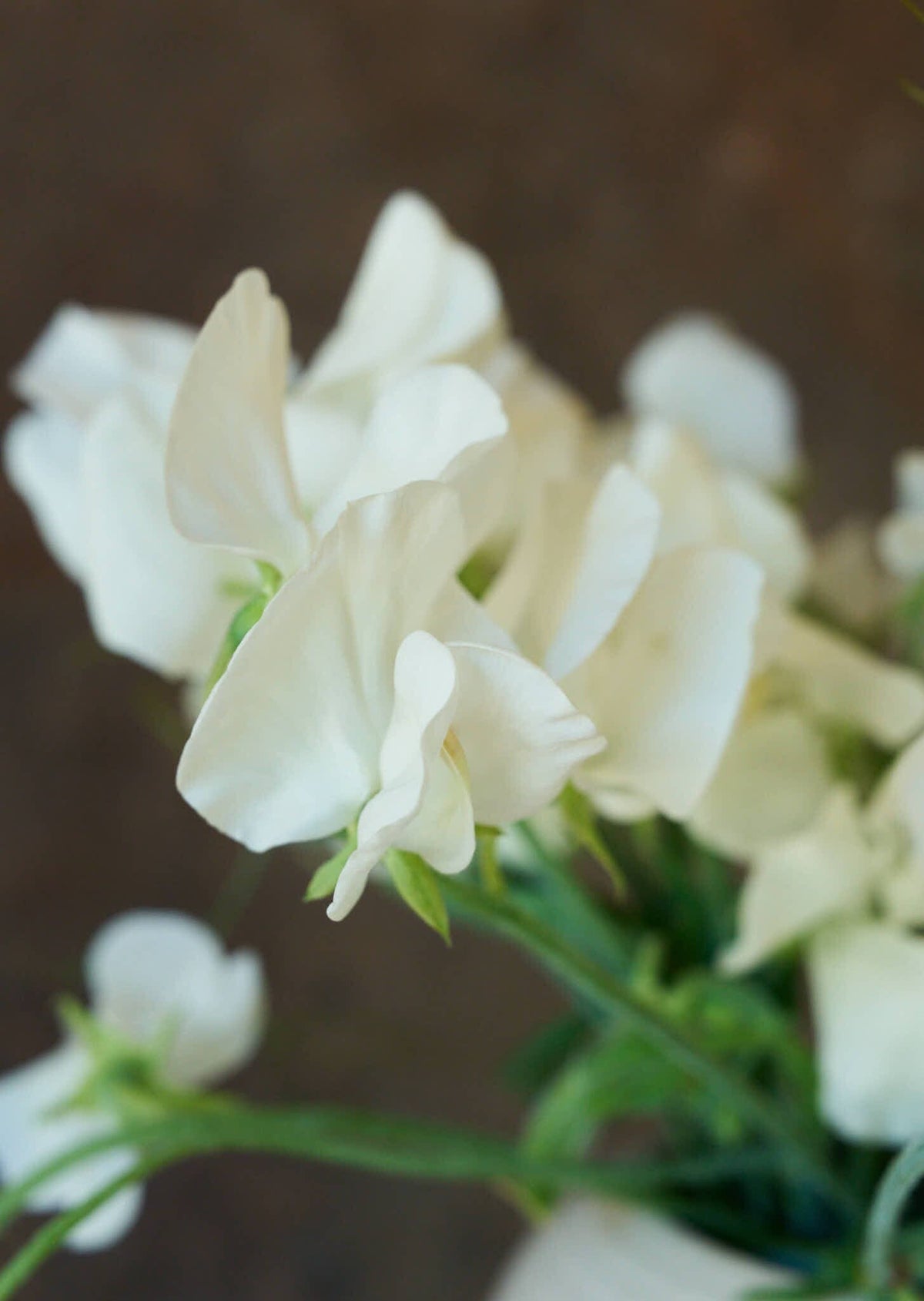 Ærteblomst 'Royal White' Seed 