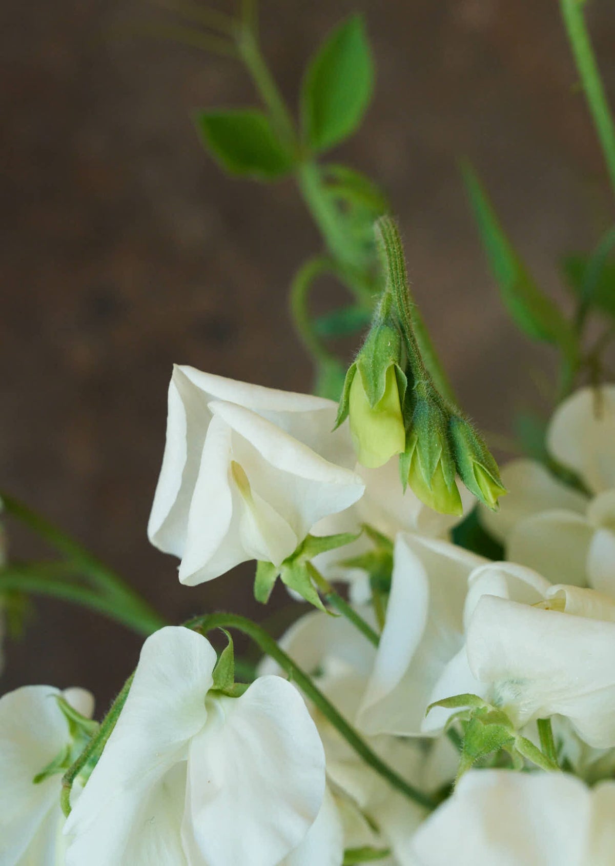 Ærteblomst 'Royal White' Seed 