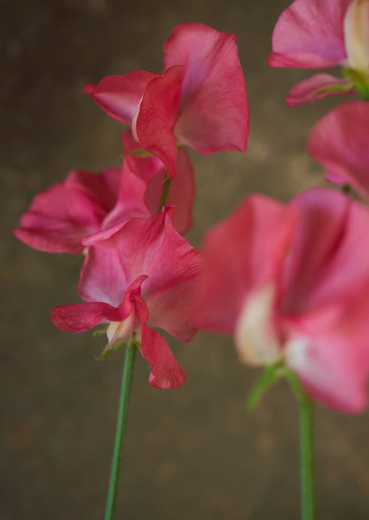 Ærteblomst 'Spencer Mrs. R. Bolton' Seed 