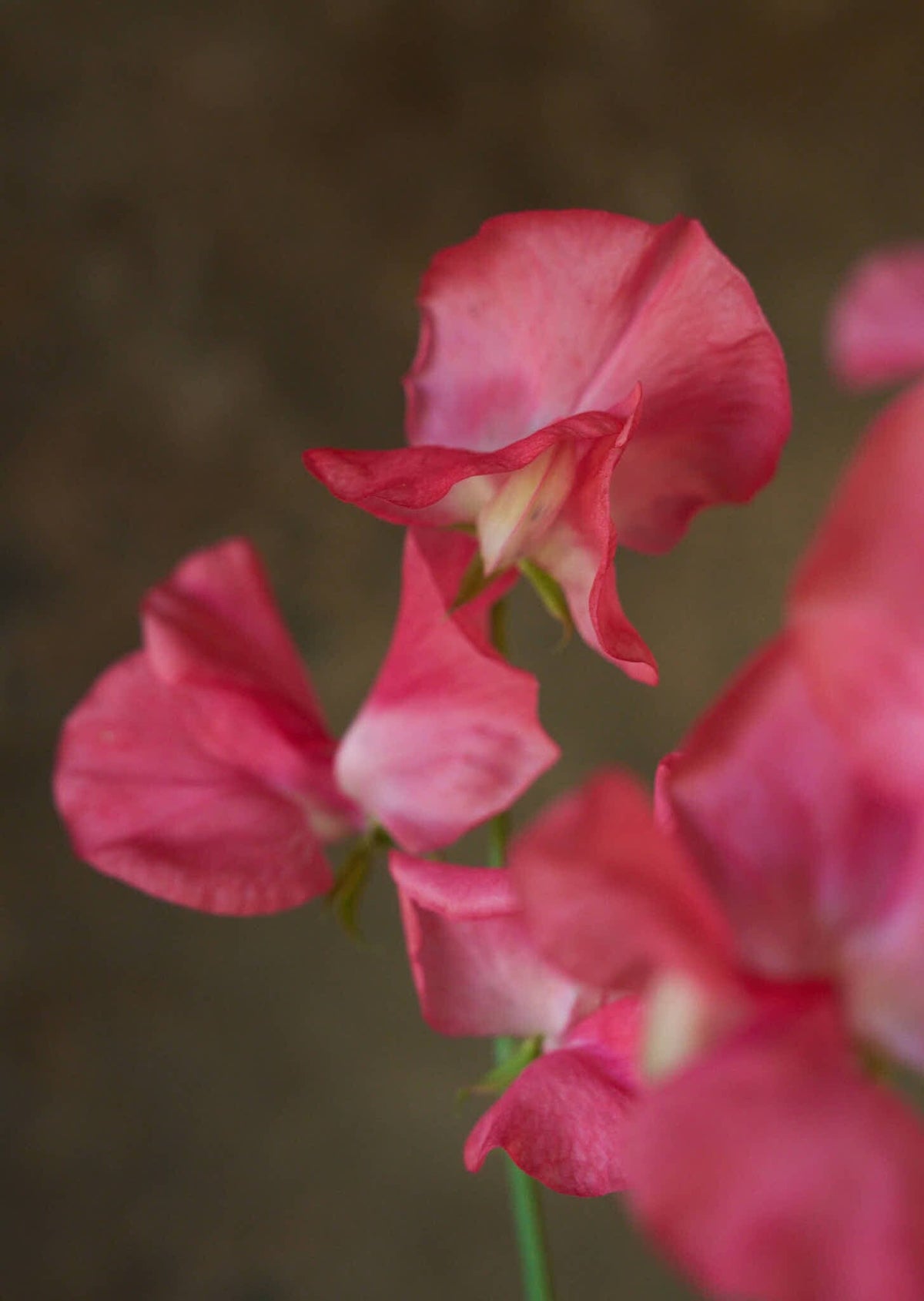 Ærteblomst 'Spencer Mrs. R. Bolton' Seed 